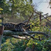 Panthère zoo de Berne au séminaire 2019