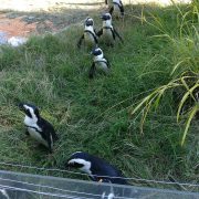 Pingouins zoo de Berne au séminaire 2019