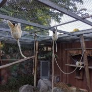 Singes zoo de Berne au séminaire 2019